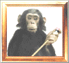 Picture of chimp holding cue